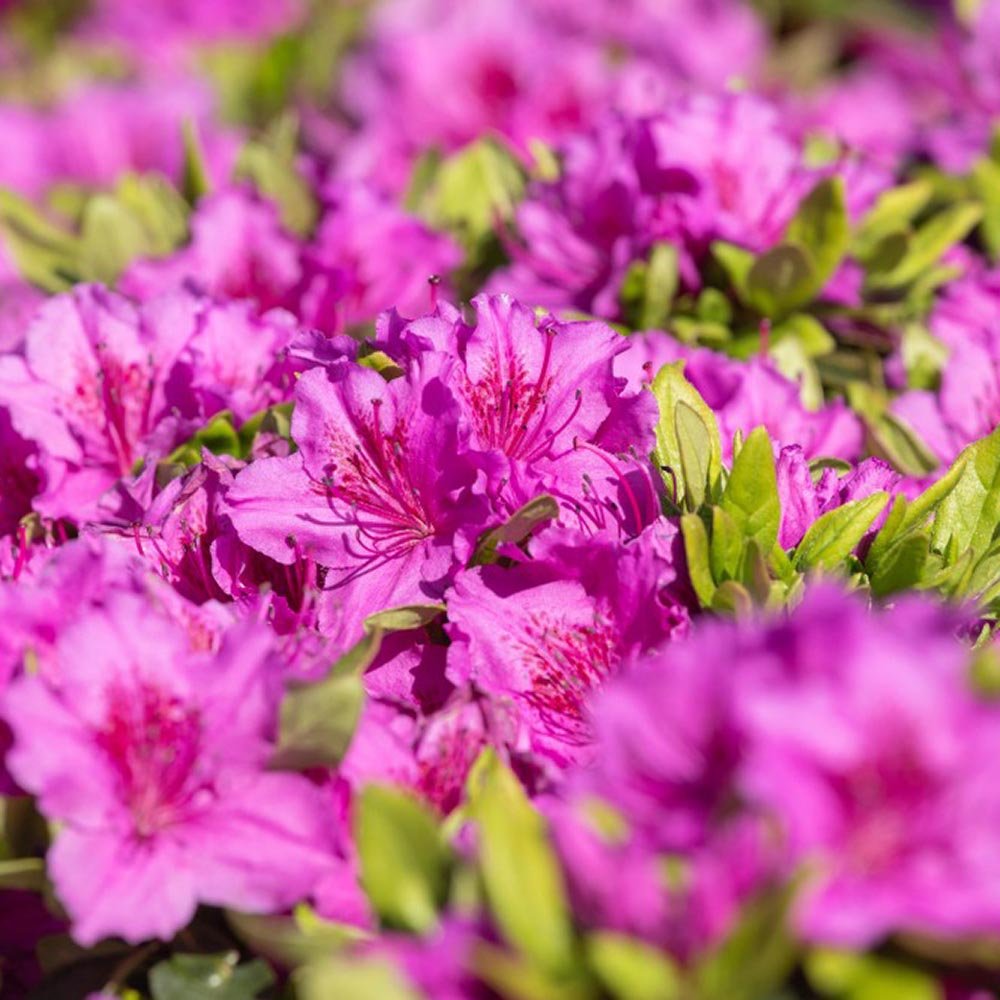 Azaleea Japoneza (Rhododendron) Koeningstein, cu flori roz-purpuriu