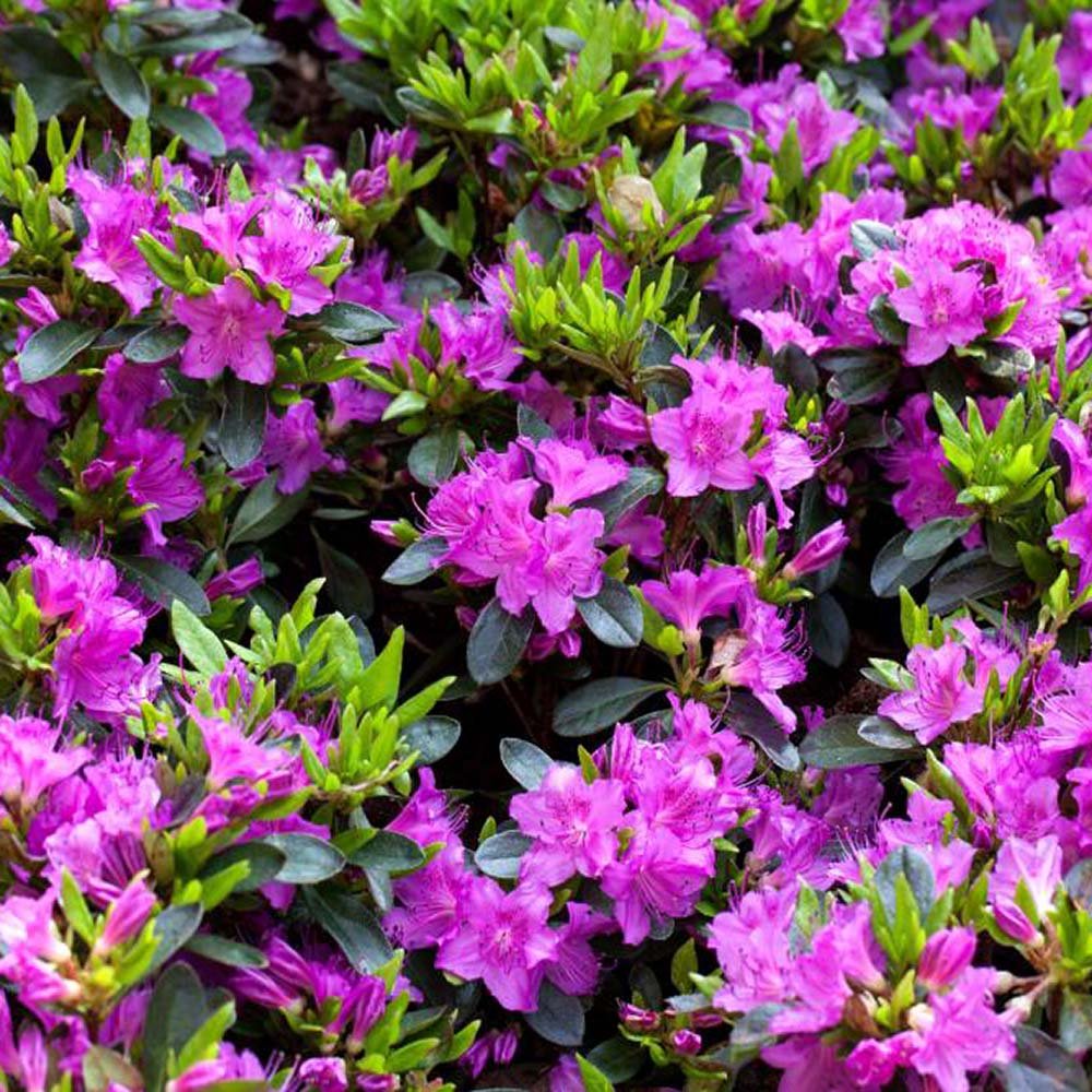 Azaleea Japoneza (Rhododendron) Koeningstein, cu flori roz-purpuriu