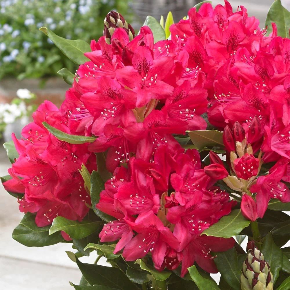 Azaleea Japoneza (Rhododendron) Nova Zembla, cu flori rosii