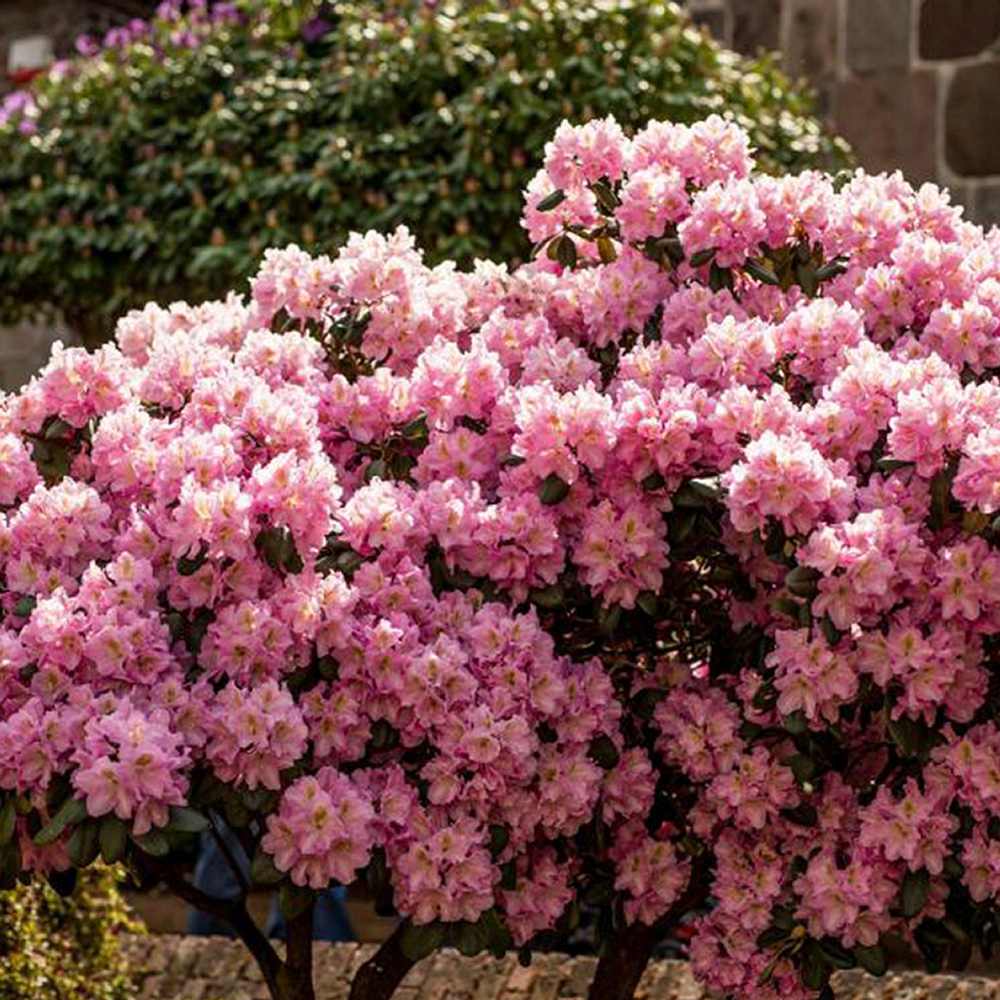 Azaleea Japoneza (Rhododendron) Scintillation, cu flori roz-pal