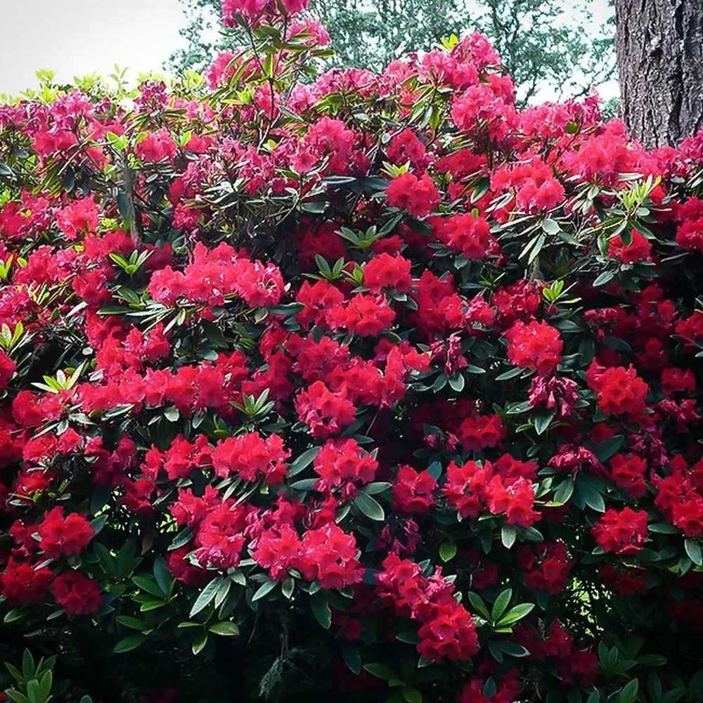 Azaleea Japoneza (Rhododendron) Vulcan, cu flori rosu-violet