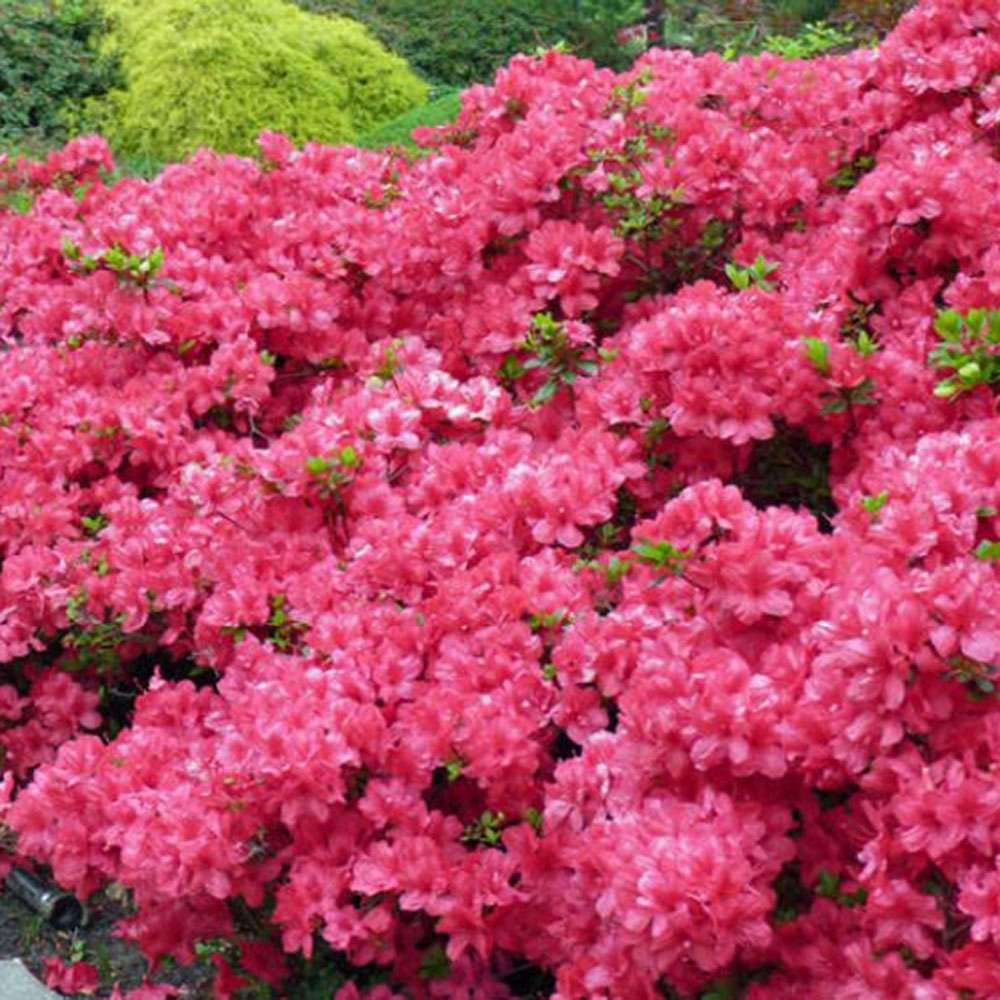Azaleee Japoneza (Rhododendron) Maruschka, cu flori cyclamen