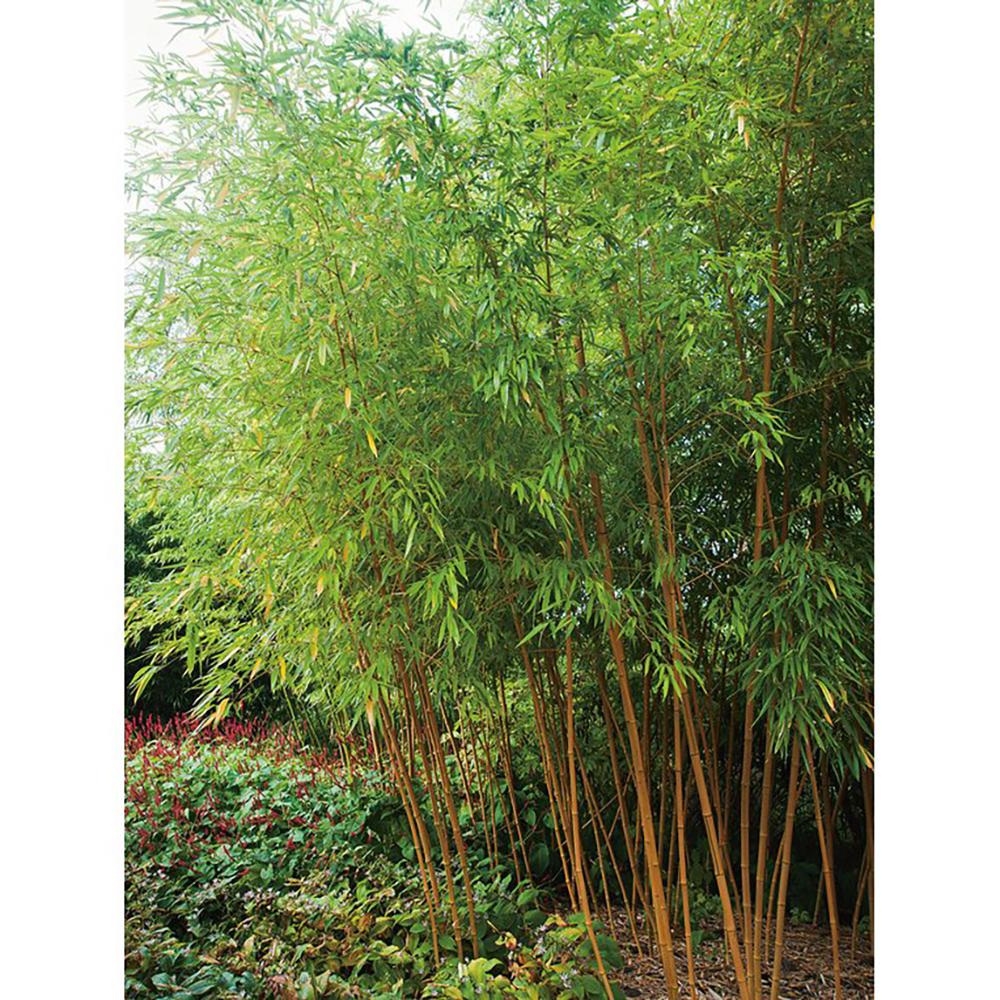 Bambus auriu Phyllostachys Aurea - 180 cm
