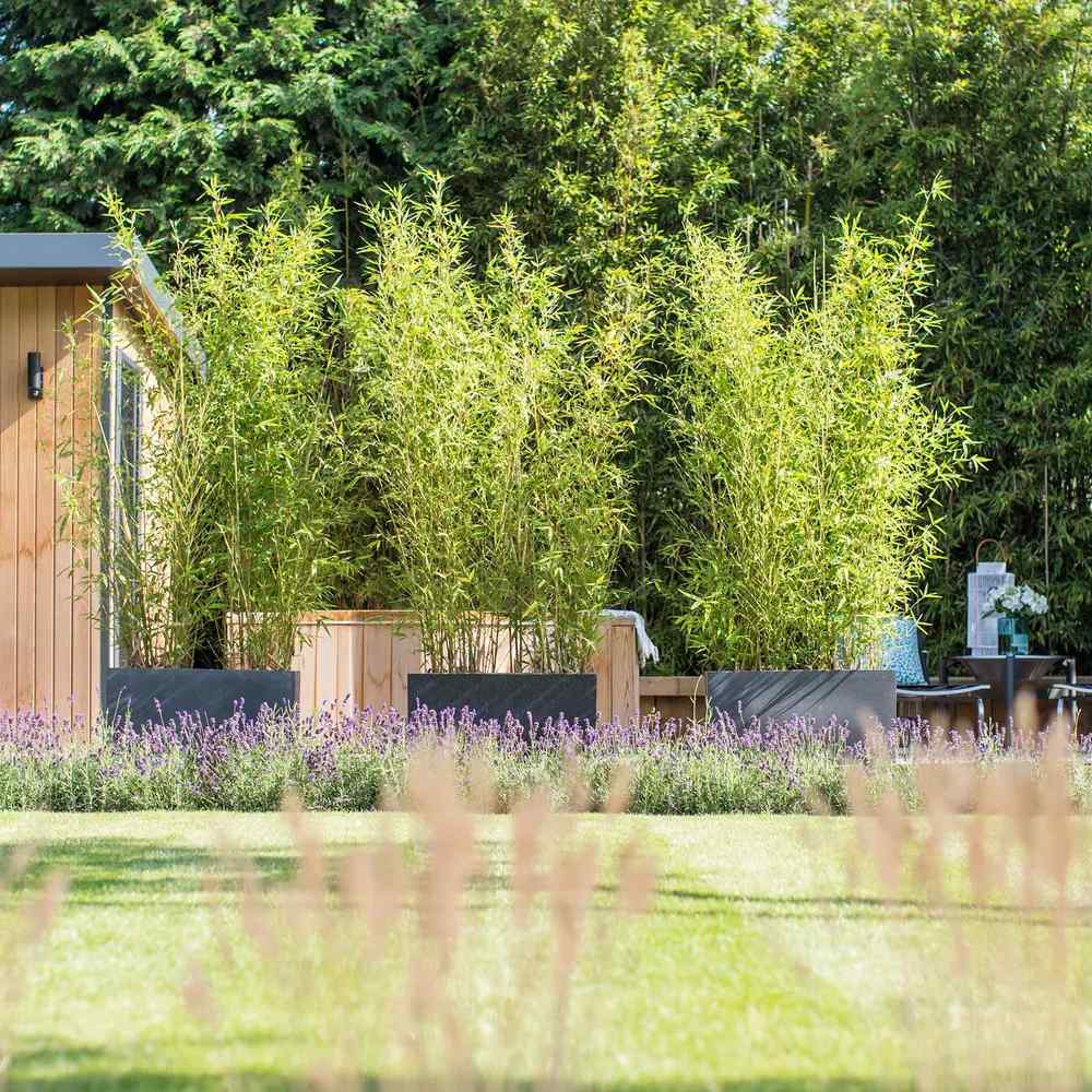 Градински златен бамбук (Phyllostachys Aurea), жълти стъбла, студоустойчив, гъст жив плет