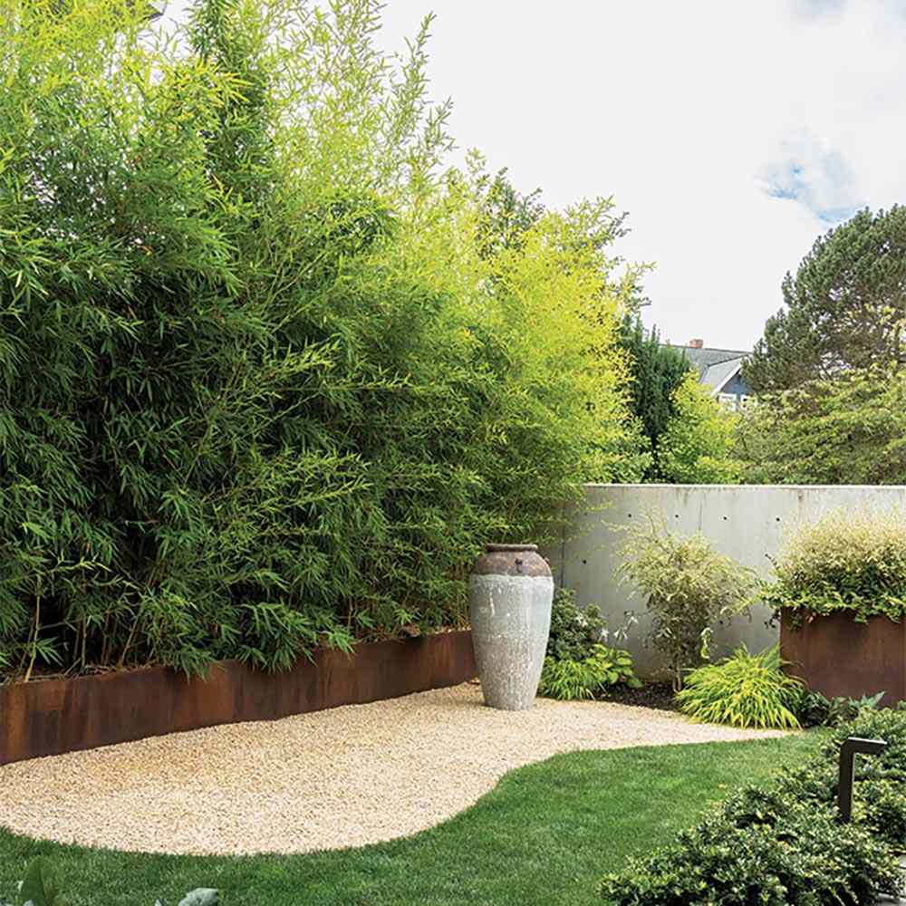 Градински златен бамбук (Phyllostachys Aurea), жълти стъбла, студоустойчив, гъст жив плет