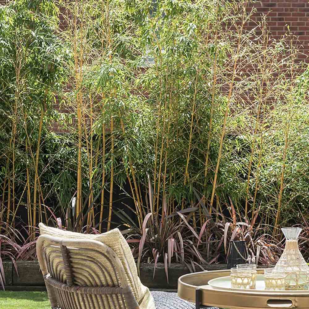 Градински златен бамбук (Phyllostachys Aurea), жълти стъбла, студоустойчив, гъст жив плет