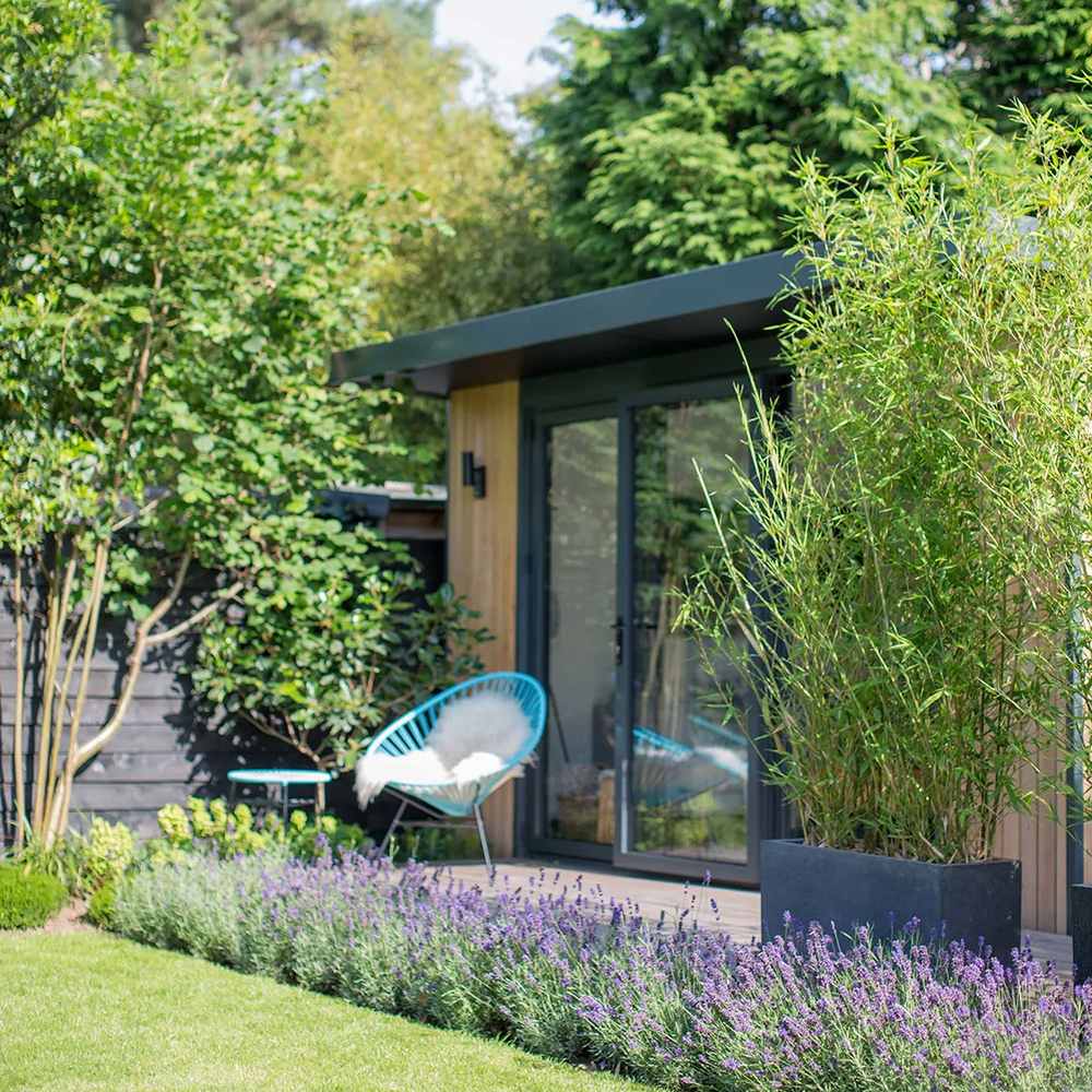 Bambus de Gradina Auriu (Phyllostachys Aurea), tulpini galbene, rezistent la frig, gard viu dens, crestere rapida