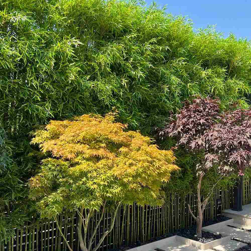 Градински златен бамбук (Phyllostachys Aurea), жълти стъбла, студоустойчив, гъст жив плет