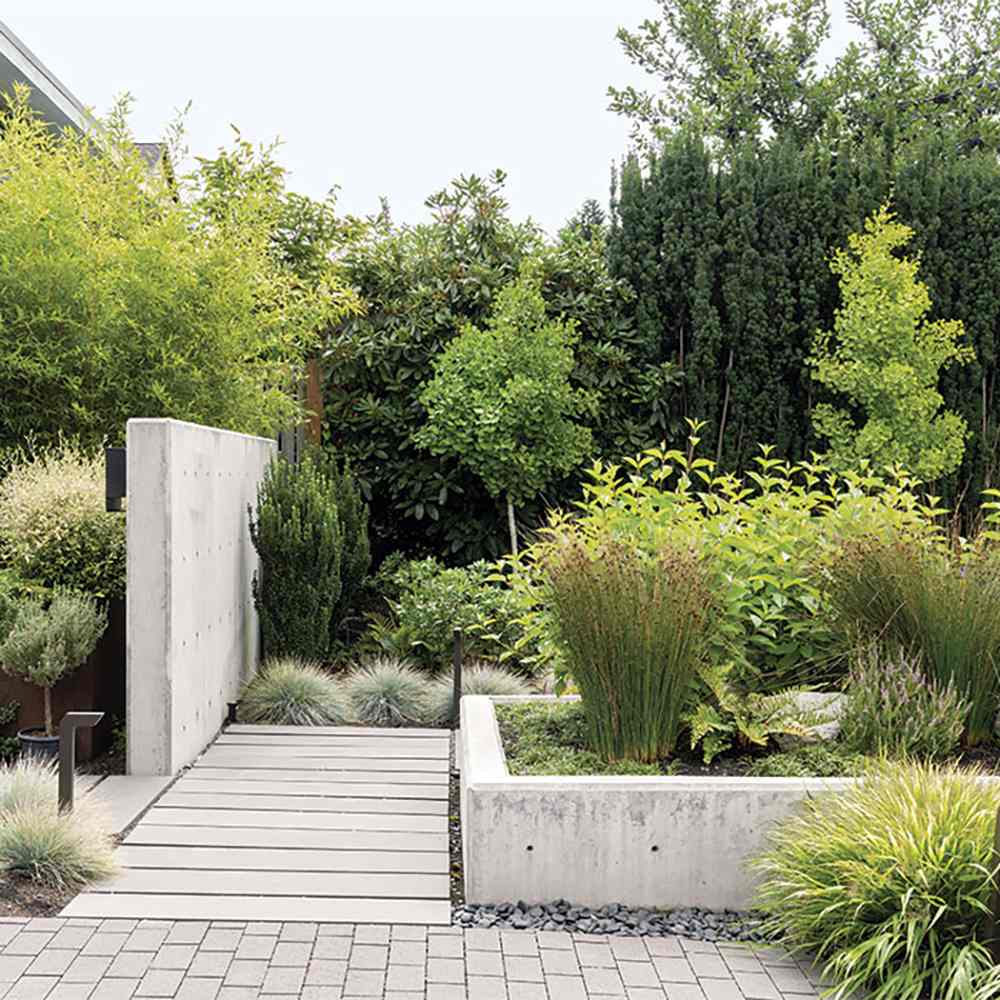 Bambus de Gradina Auriu (Phyllostachys Aurea), tulpini galbene, rezistent la frig, gard viu dens, crestere rapida