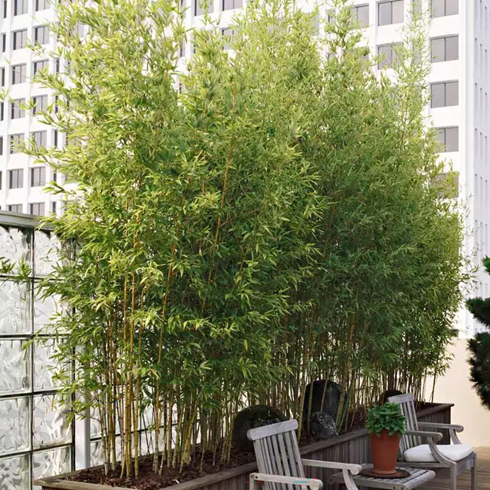 Градински златен бамбук (Phyllostachys Aurea), жълти стъбла, студоустойчив, гъст жив плет