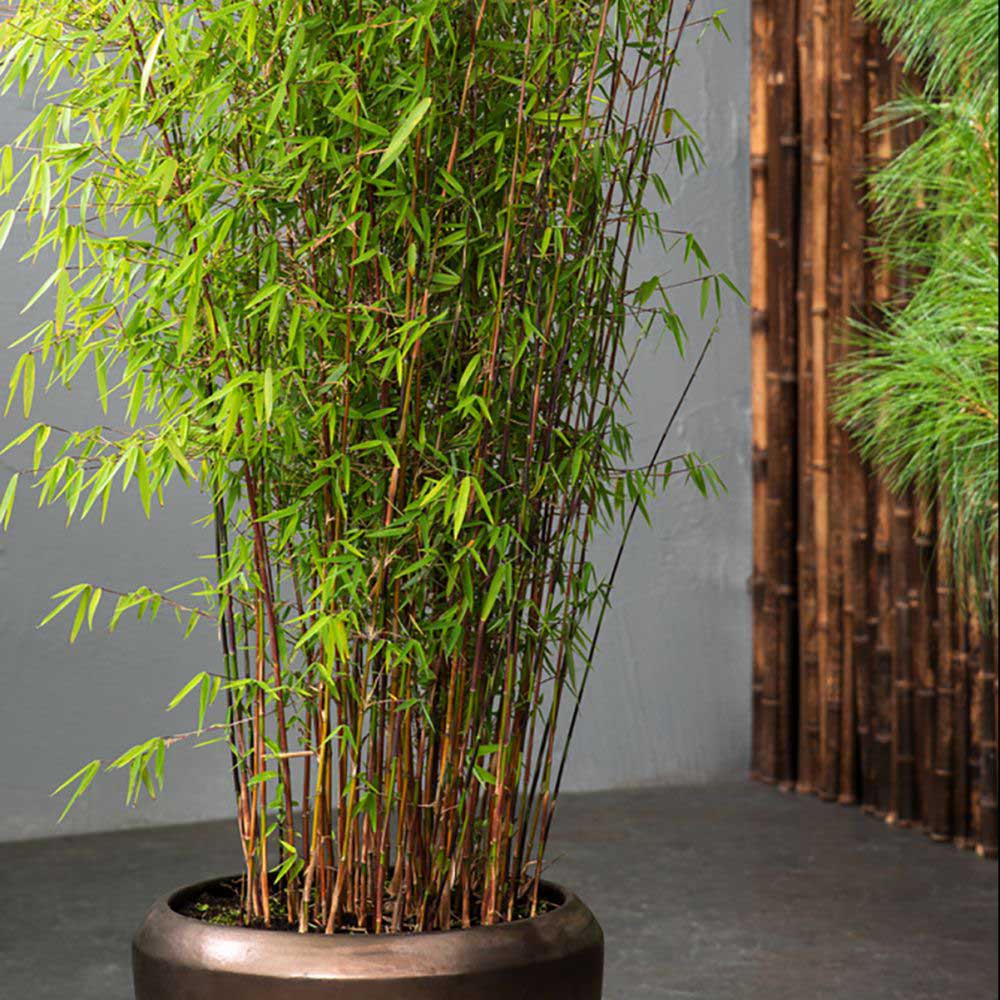 Bambus de gradina (Fargesia Rufa) Red Dragon - Neinvaziv si cu tije rosiatice