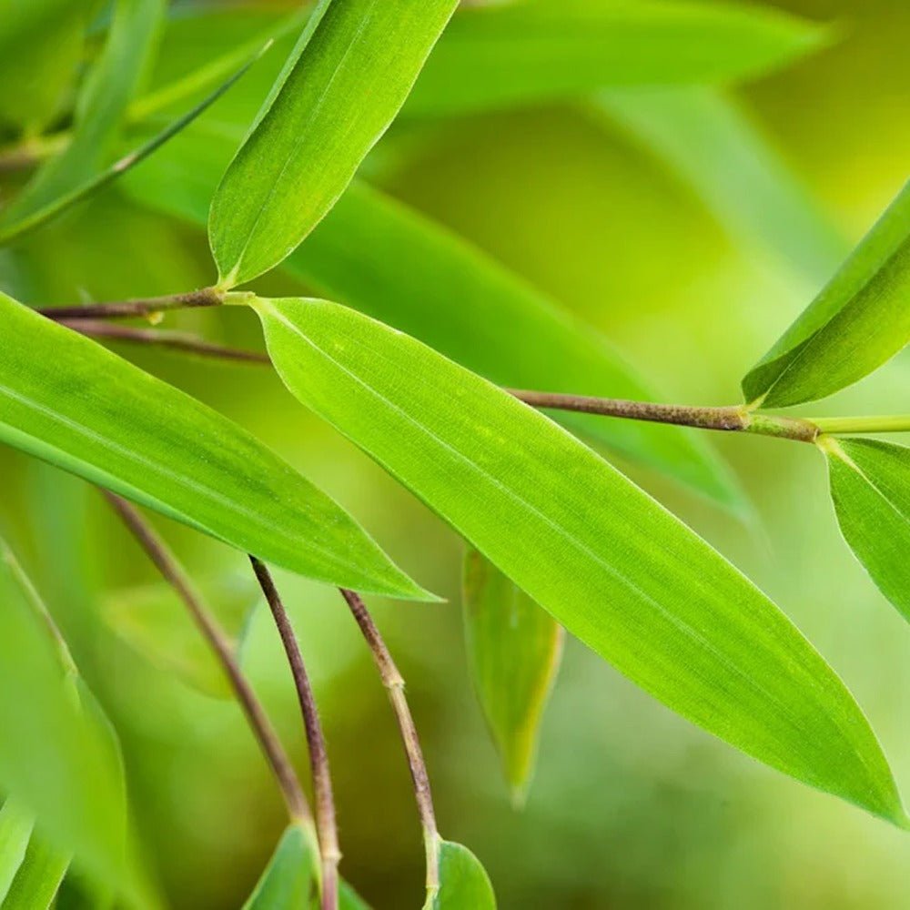 Bambus de gradina (Fargesia Rufa) Red Dragon - Neinvaziv si cu tije rosiatice