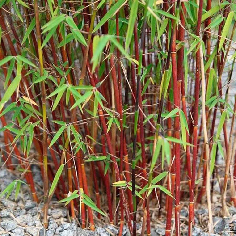 Bambus de gradina (Fargesia Rufa) Red Dragon - Neinvaziv si cu tije rosiatice