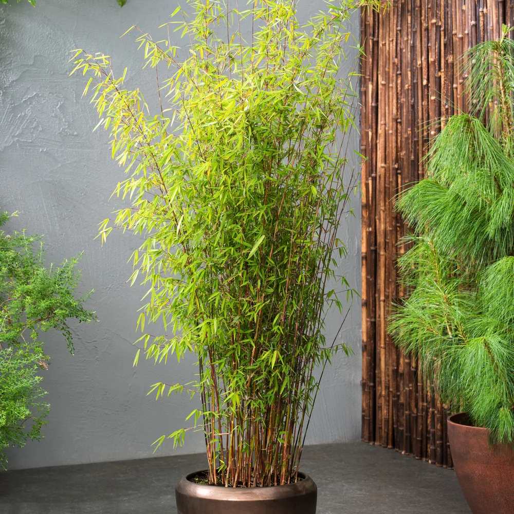 Градински бамбук (Fargesia Rufa) Red Dragon - Неинвазивен и с червеникави стъбла
