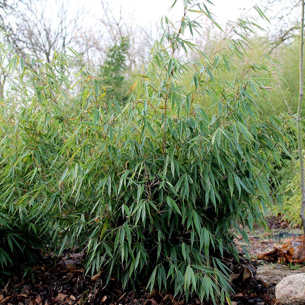Bambus de gradina Formidable (Fargesia Robusta Formidable) - Neinvaziv