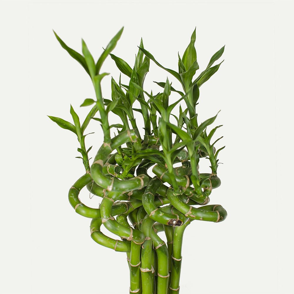 Bambus Ondulat Lucky/Norocos Spiral - 100 cm
