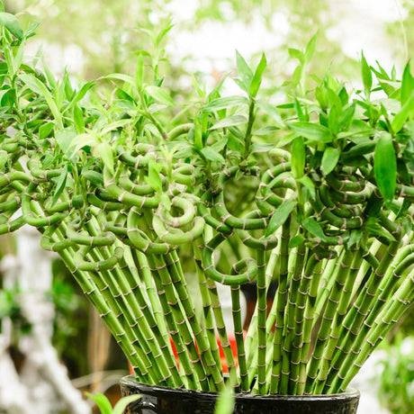 Bamboo Wavy Lucky/Norocos Спирала - 100 см