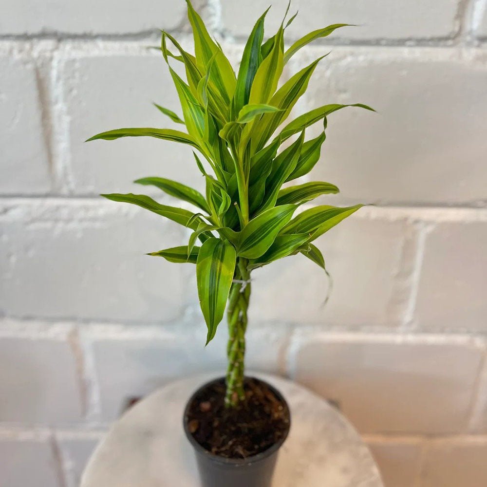 Bambus Norocos/Lucky Dracaena Cintho - 5 tulpini impletite, 50 cm