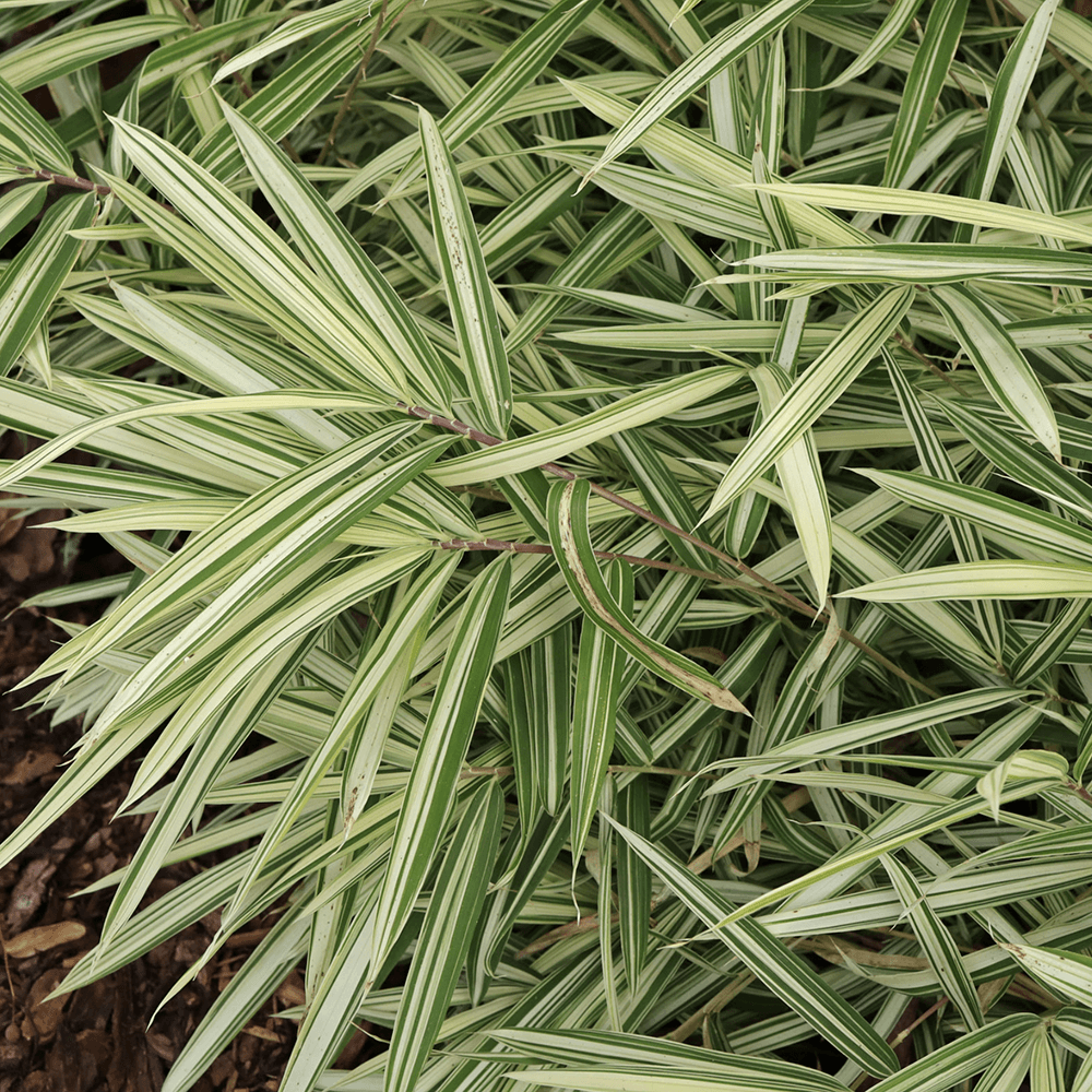 Bambus Pitic (Pleioblastus) Variegat