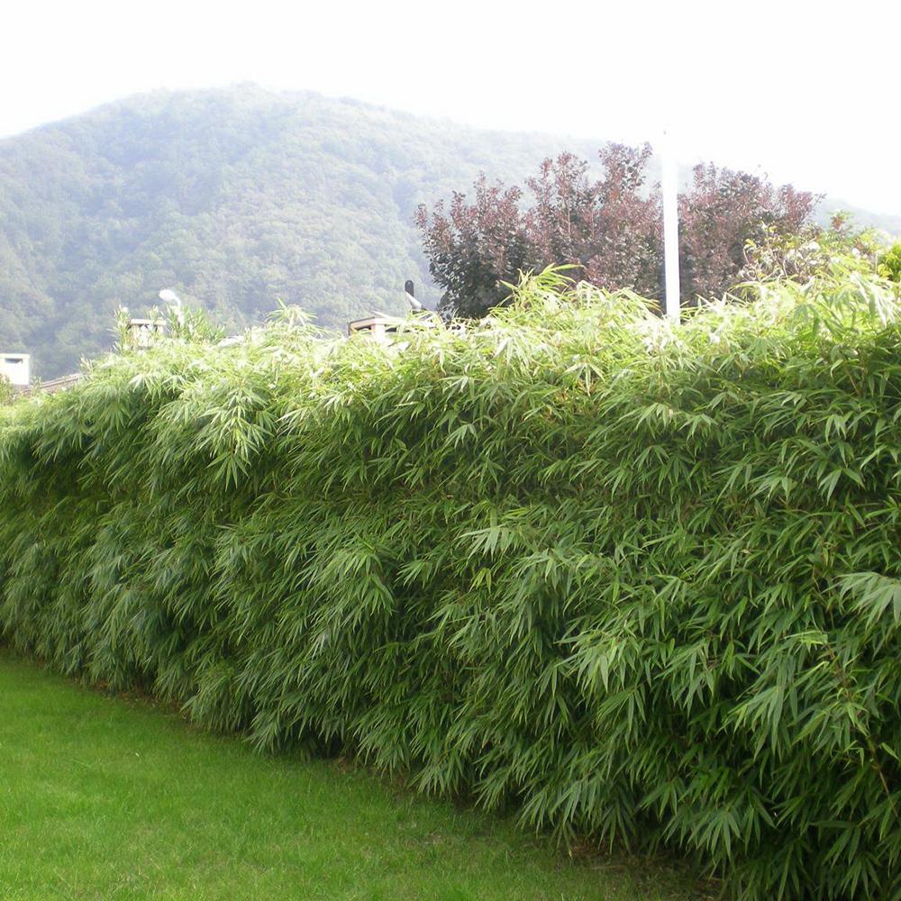 Bambus de gradina Rufa (Fargesia Rufa)- Neinvaziv