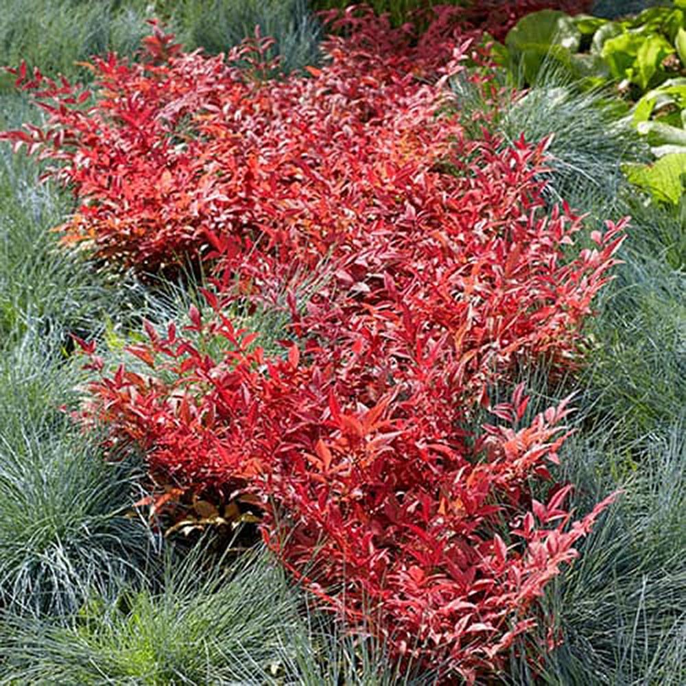Bambus Sfant rosu Nandina Obsessed