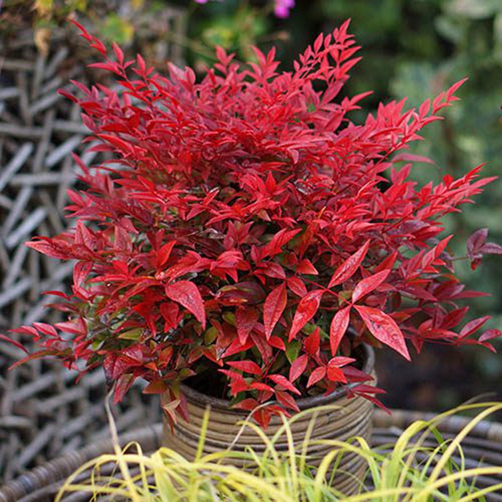 Bambus Sfant rosu Nandina Obsessed