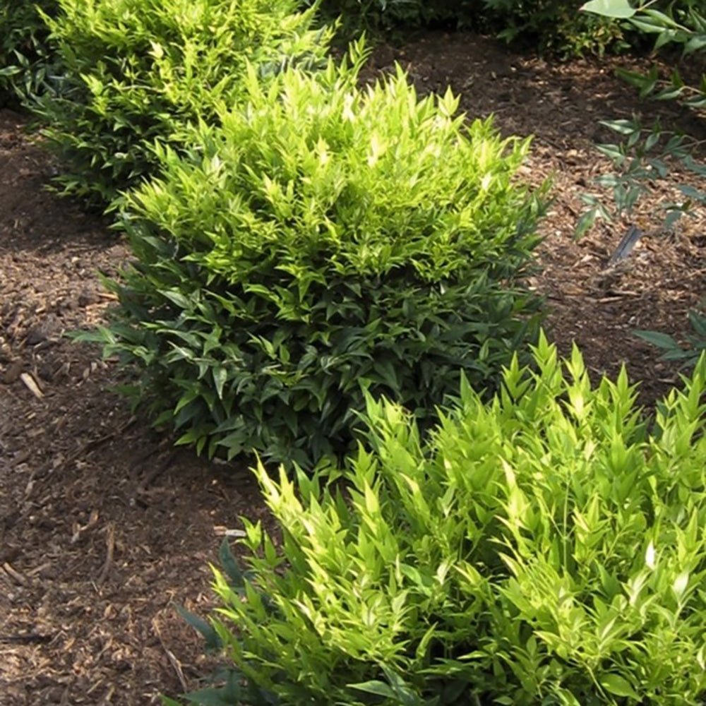Bambusul Sacru Nandina Lemon-Lime