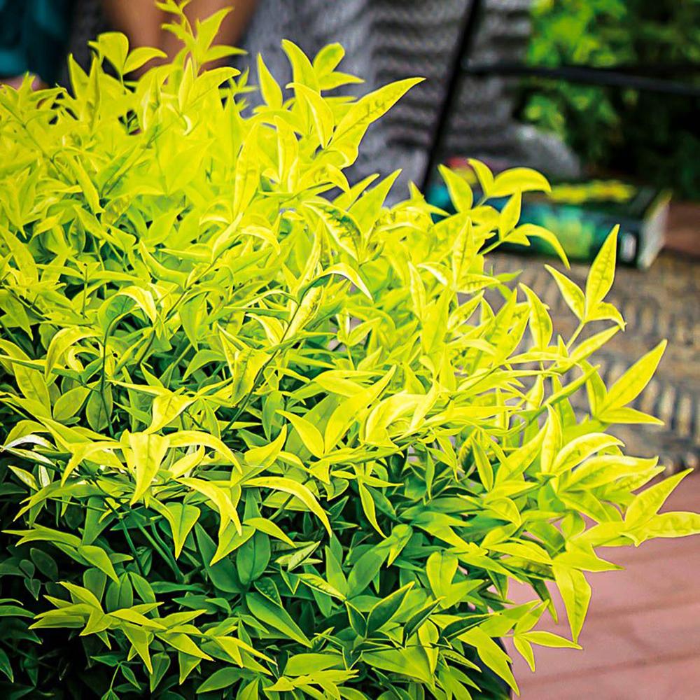 Bambusul Sacru Nandina Lemon-Lime