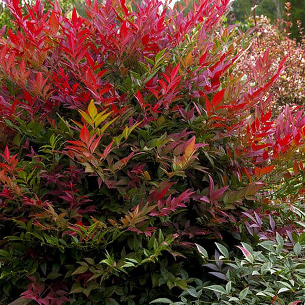 Bambus Sfant rosu Nandina Obsessed