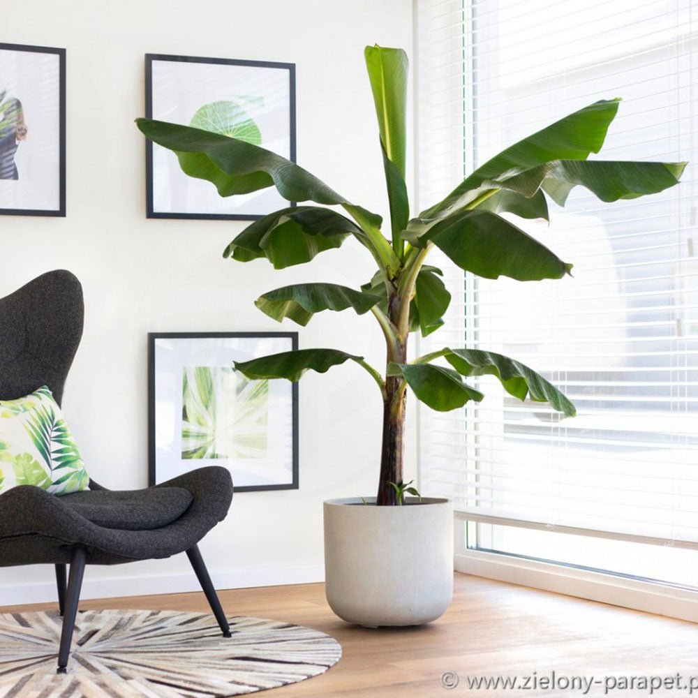 Bananier Dwarf Cavendish - 100 cm