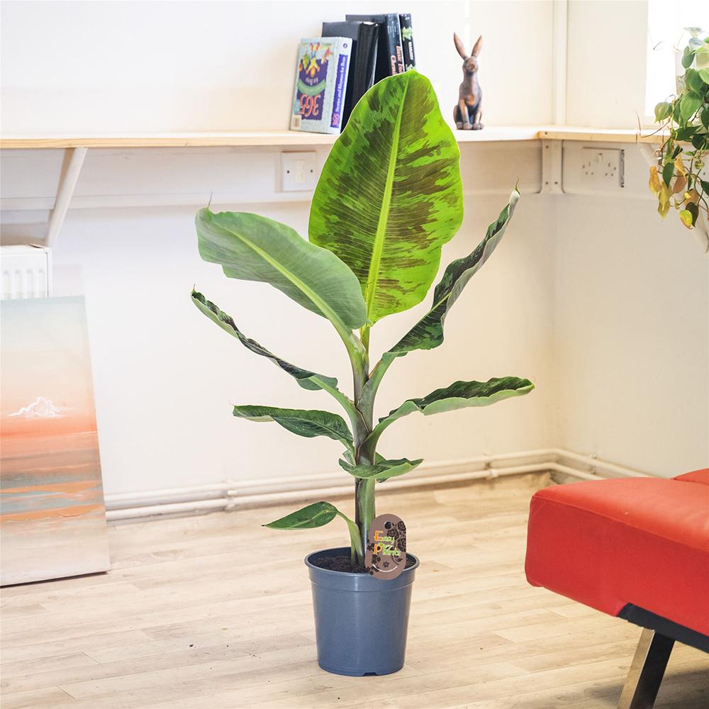 Bananier Dwarf Cavendish - 125 cm