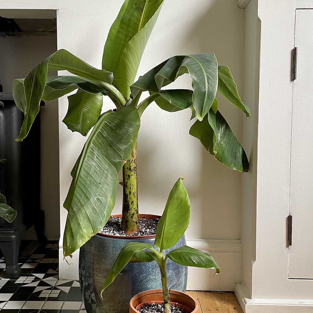 Bananier Dwarf Cavendish - 125 cm