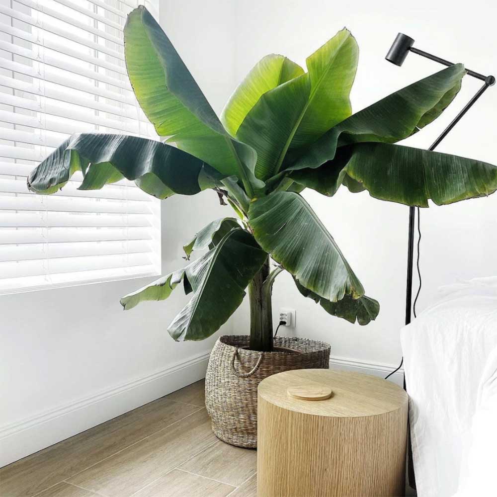 Bananier Dwarf Cavendish - 125 cm