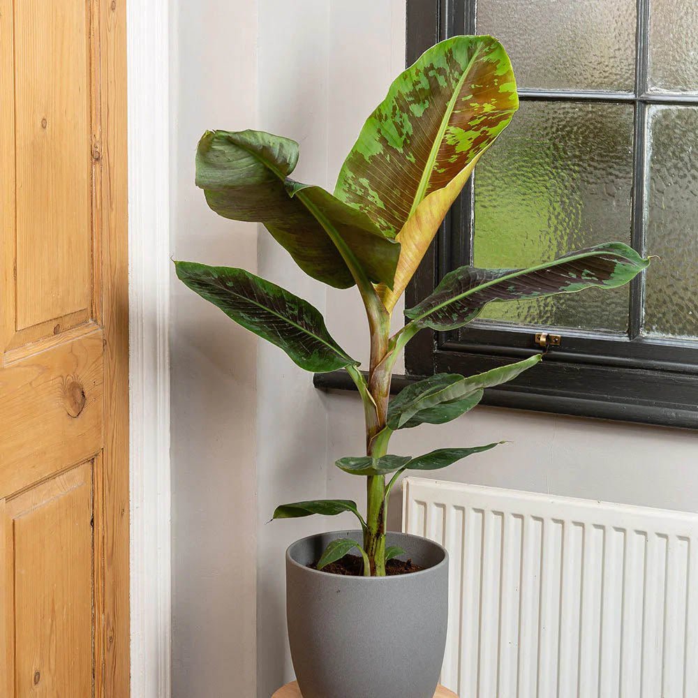 Bananier Dwarf Cavendish - 170 cm