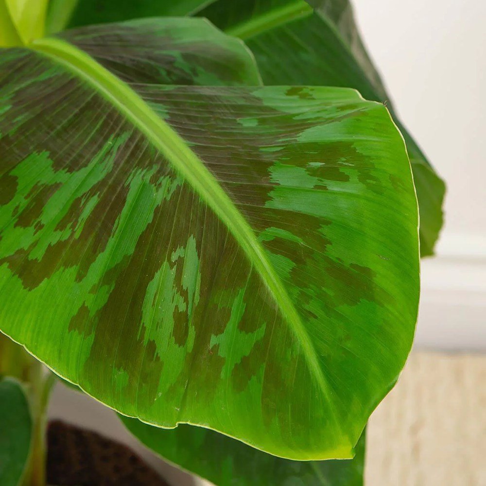 Bananier Dwarf Cavendish - 100 cm