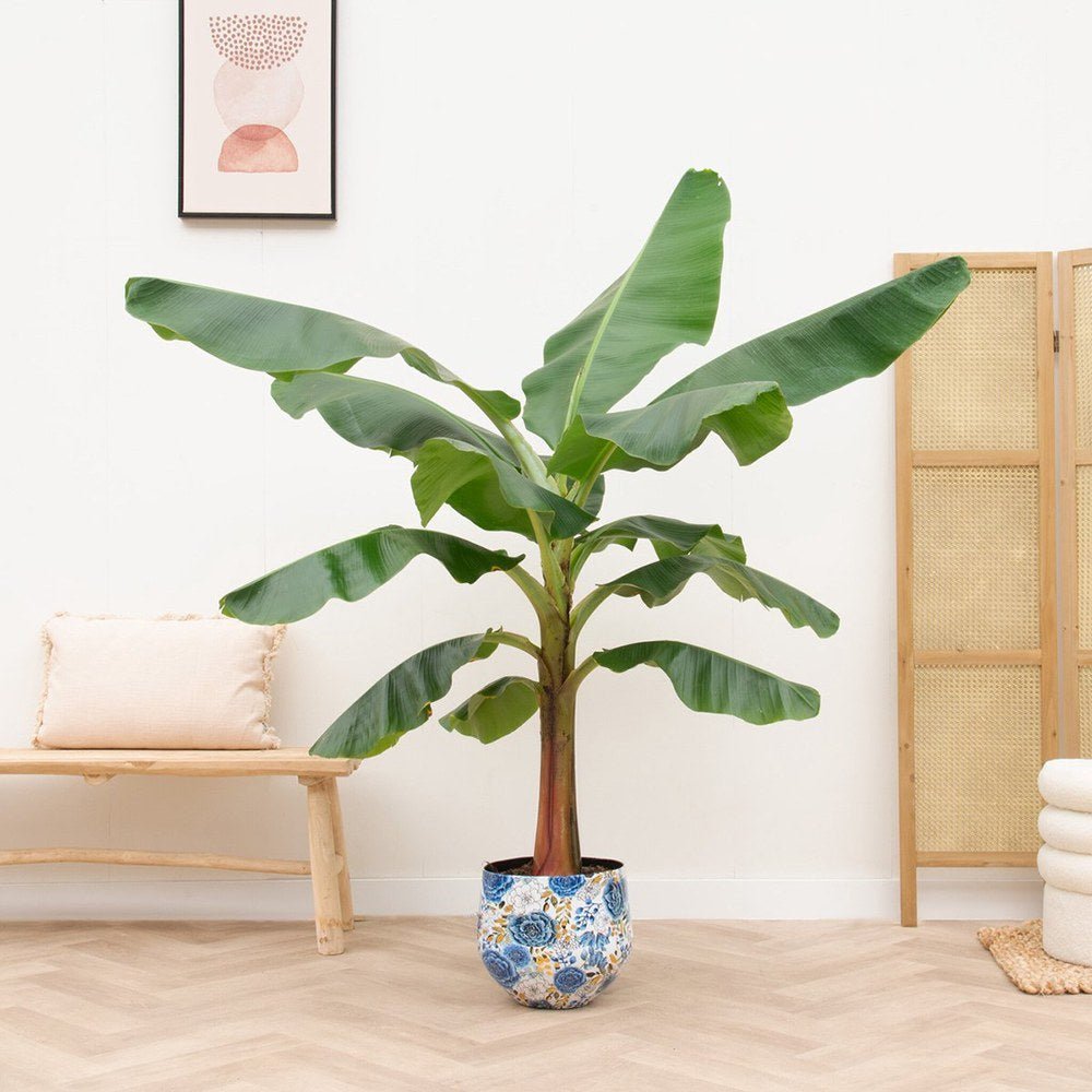 Bananier (Musa Tropicana) - 80 cm