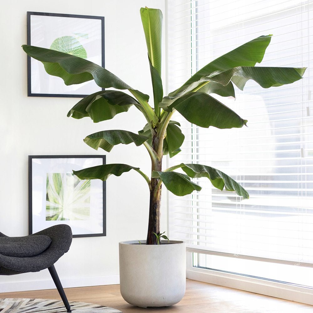 Bananier (Musa Tropicana) - 80 cm