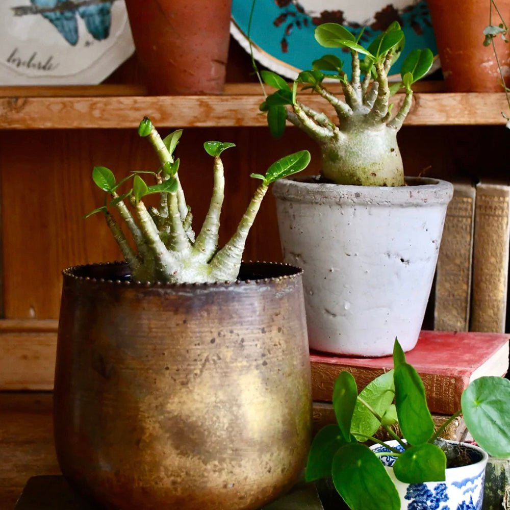 Trandafirul desertului Baobab Bonsai (Adenium Ansu Baobab)