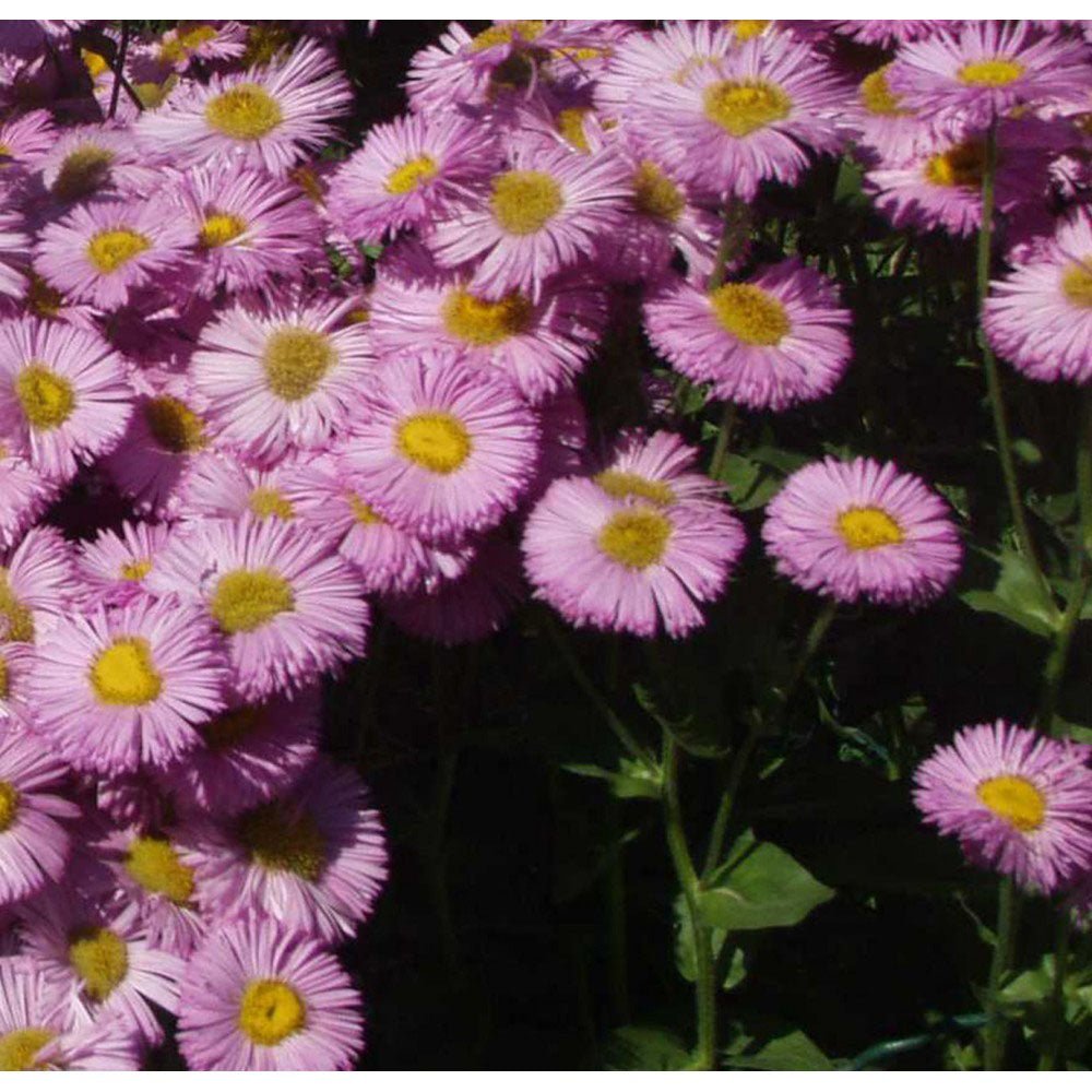 Batranis Erigeron Rosa Juwel