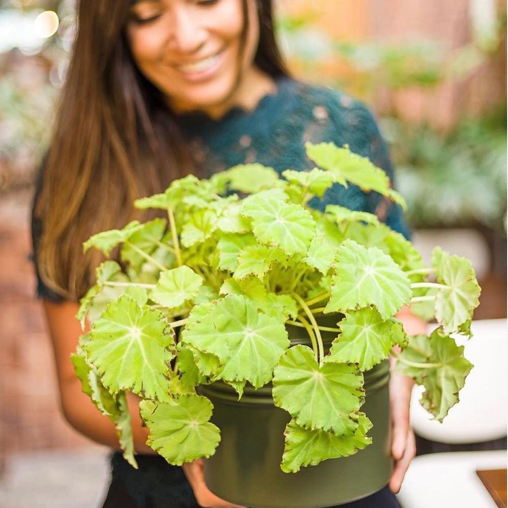 Begonia Lima Love, cu frunze decorative verzi lucioase