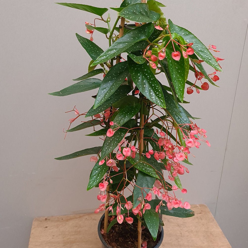 Begonie Corallina