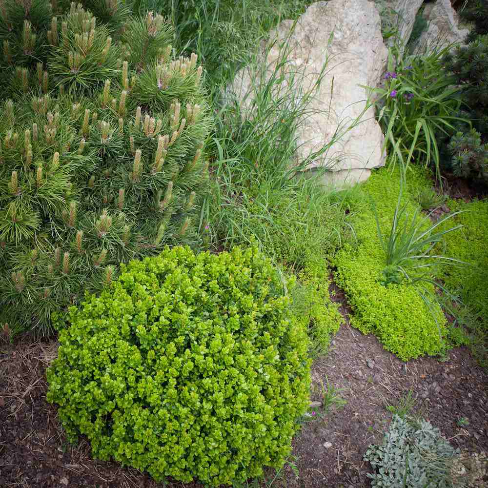 Berberis Japoneza Kobold, tarator, cu frunzis verde-emerald