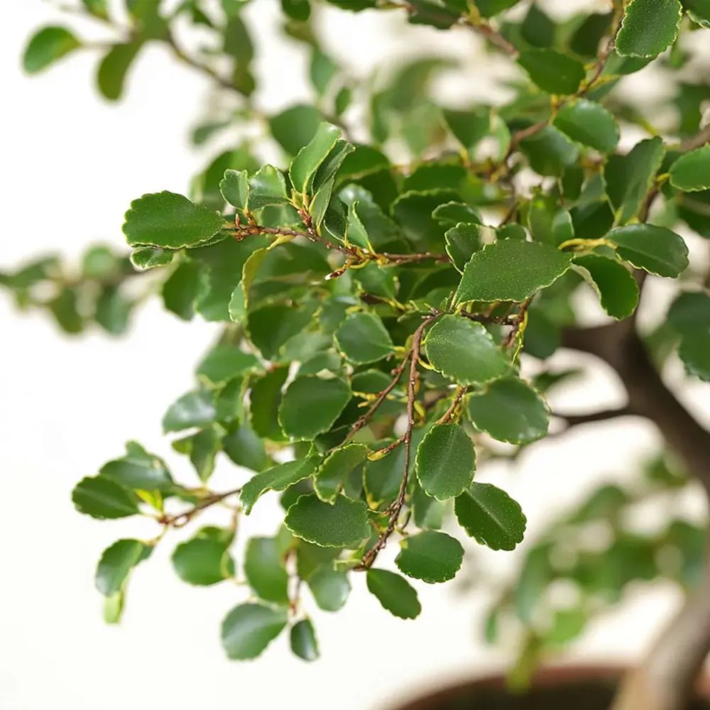 Aranjament Bonsai Ulm Japonez Zelkova, 50 cm, bonsai copac mini, frunzis zimtat, cadou perfect
