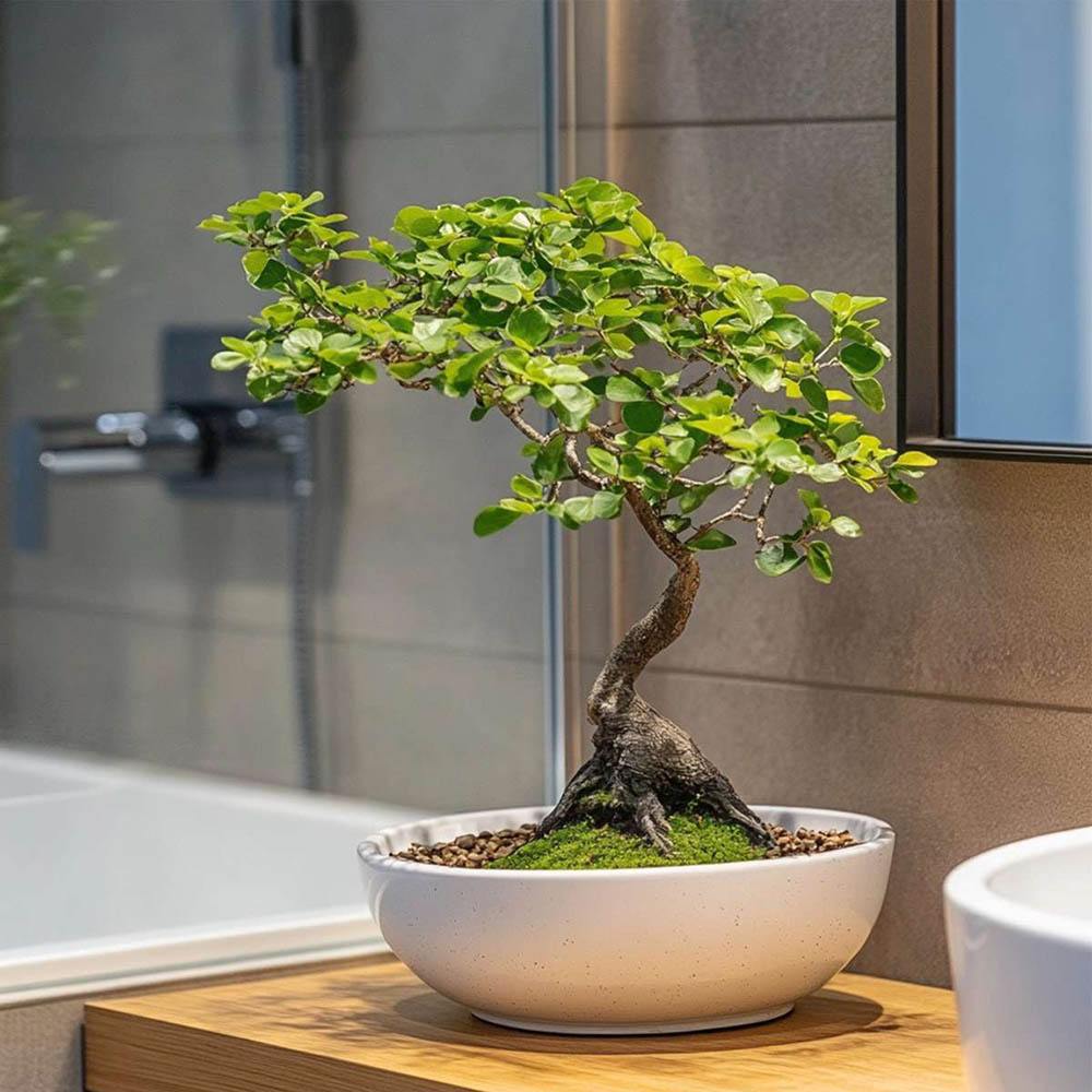 Aranjament Bonsai Ulm Japonez Zelkova, 50 cm, bonsai copac mini, frunzis zimtat, cadou perfect