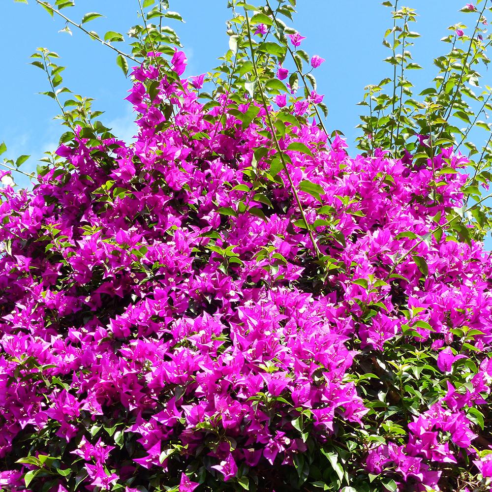 Floare de hartie Bougainvillea Alexandra