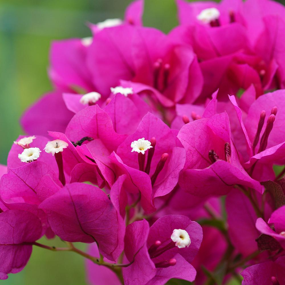Floare de Hartie Bougainvillea Sanderiana