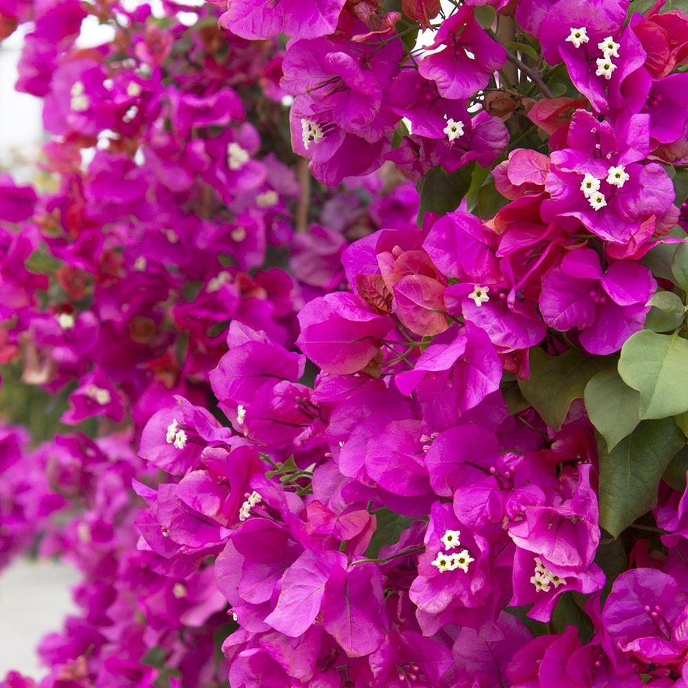 Floare de Hartie Bougainvillea Thai Trunk, copac miniatural exotic, flori vibrante, ideal pentru ghivece si gradini