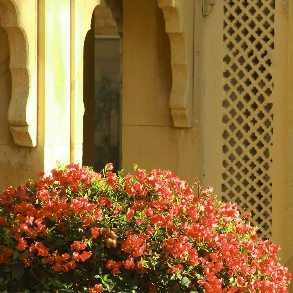 Floarea de Hartie Bougainvillea, cu flori portocalii, inflorire abundenta, planta curgatoare rapida pentru terase si ghivece mari