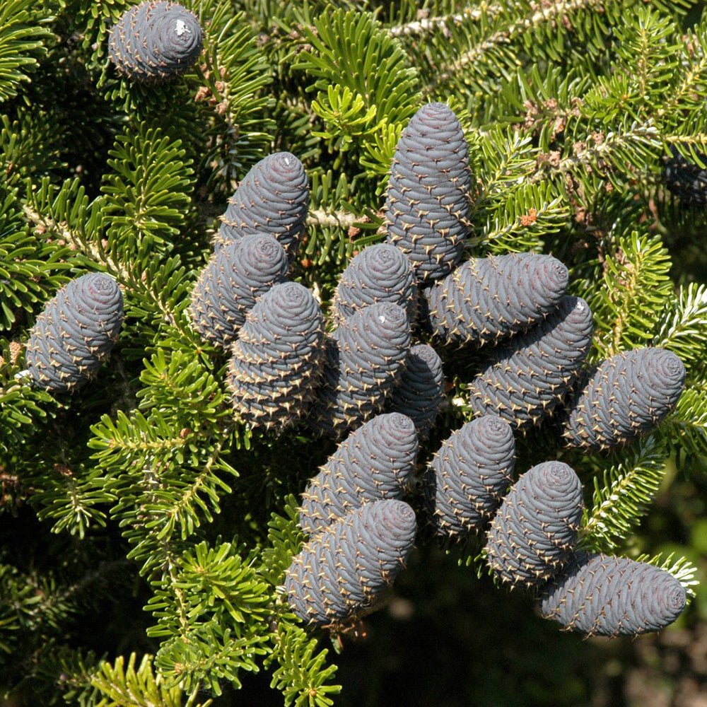 Корейска ела (Abies koreana), с пурпурносини шишарки, перфектна коледна елха