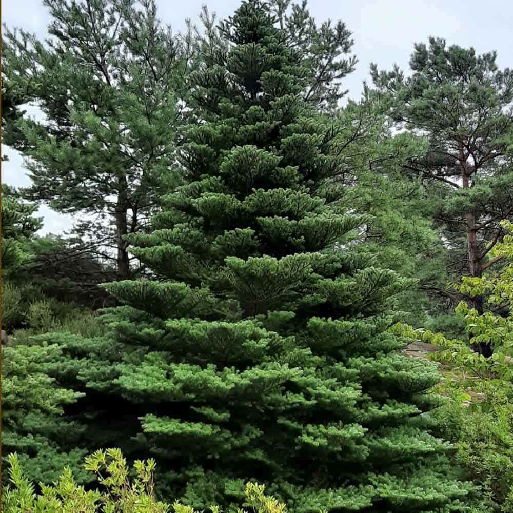 Корейска ела (Abies Koreana), с лилаво-сини шишарки